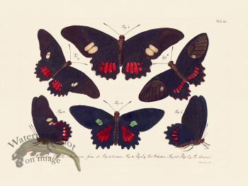 Jablonsky Butterfly 009